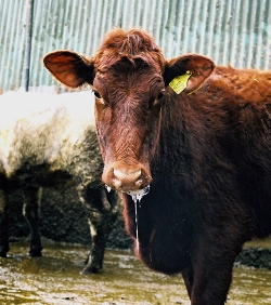 Photo of a cow with excessive salivation from its mouth.