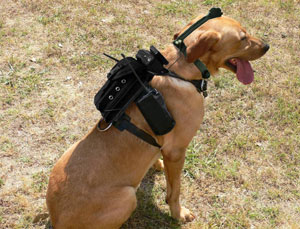 dog with sensors