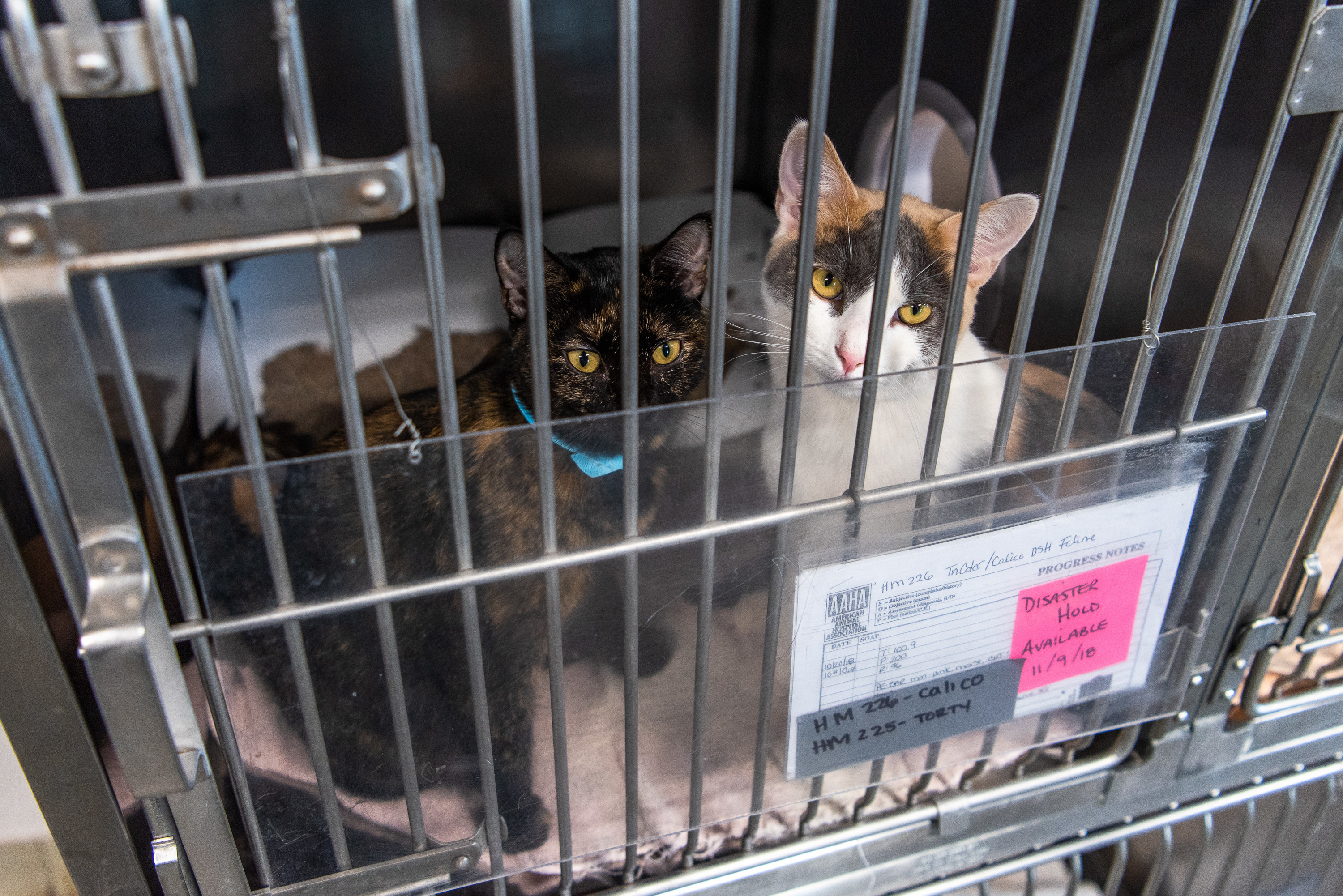 Stray Cats in a ASPCA (American Society for the Prevention of Cruelty to  Animals) Cage after Hurricane Michael | Homeland Security