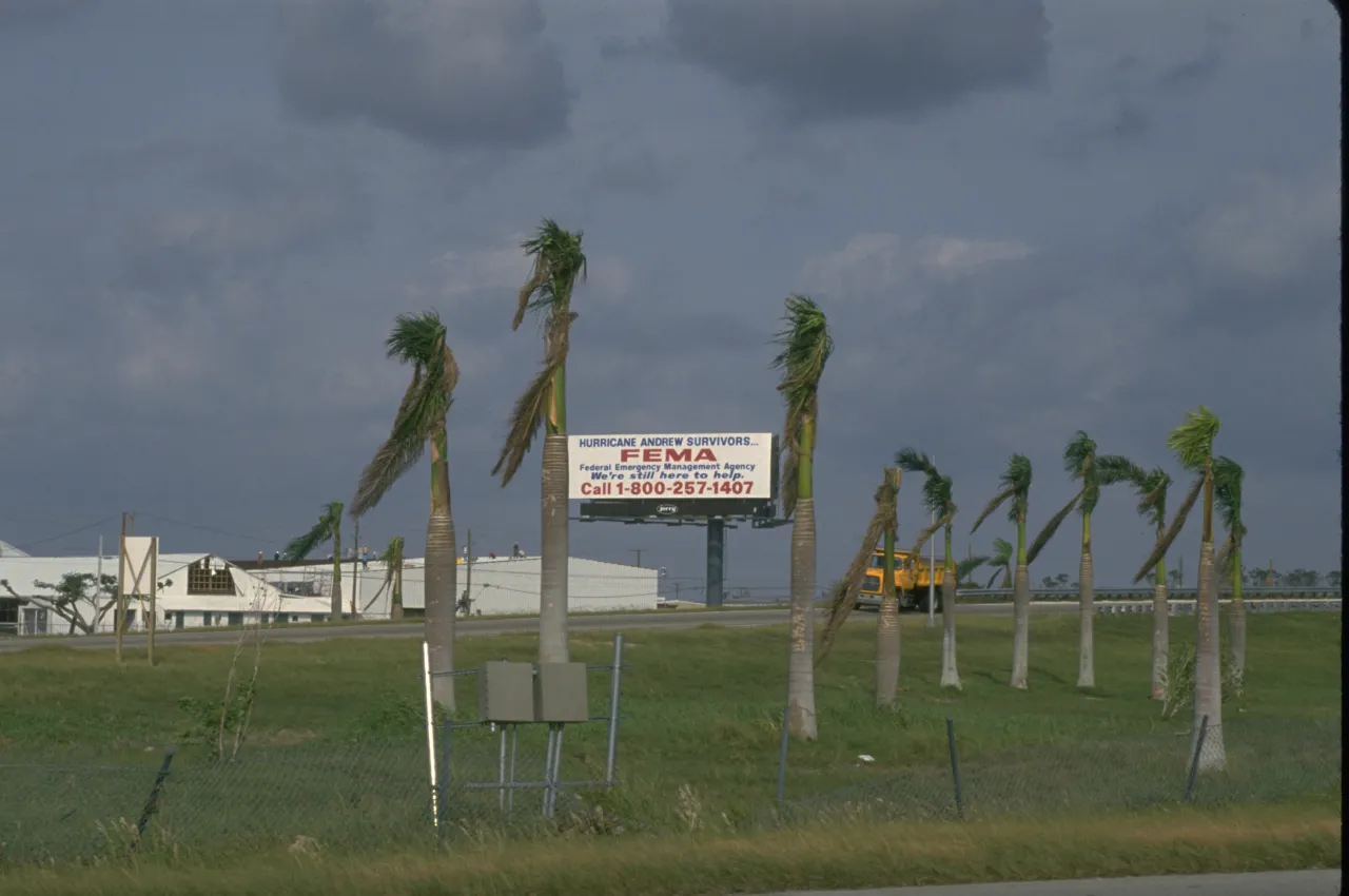 Image: FEMA sign is nailed to stripped palm trees giving the FEMA hot line number