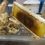 Image: DHS Employees Extract Honey From Bees on Campus (004)