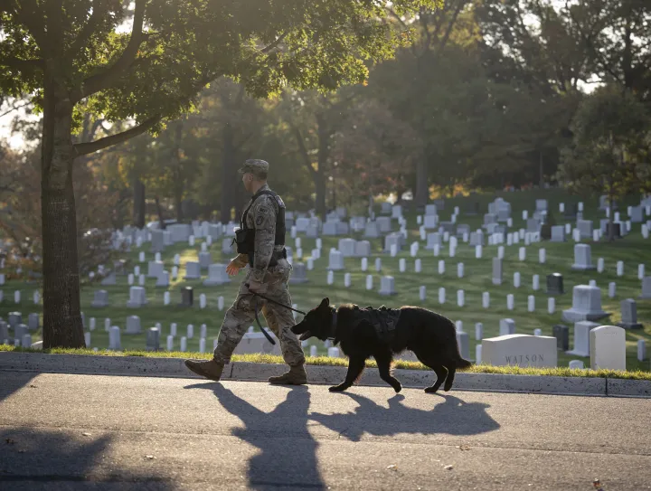 Image: Soldier walks K-9 in Arlington National Cemetery