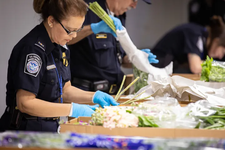 Image: U.S. Customs and Border Protection Agriculture Specialists Inspect Flowers