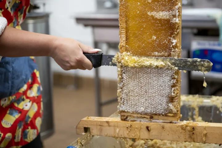 Image: DHS Employees Extract Honey From Bees on Campus (001)
