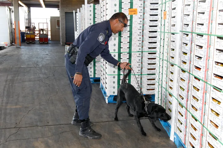Image: U.S. Customs and Border (CBP) Agent Guides K-9