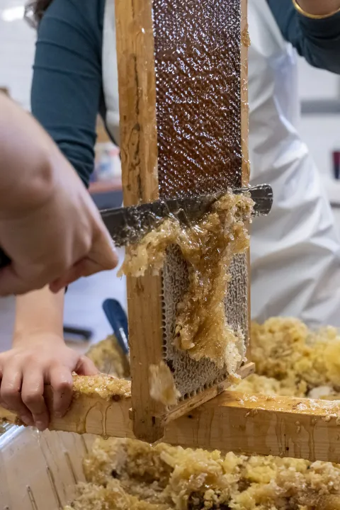 Image: DHS Employees Extract Honey From Bees on Campus (070)