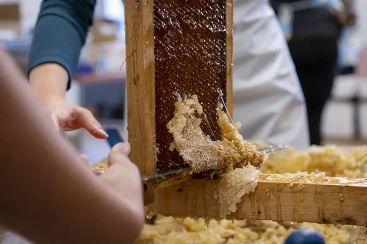 Image: DHS Employees Extract Honey From Bees on Campus (071)