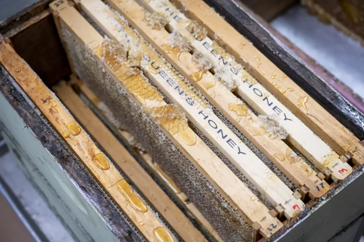 Image: DHS Employees Extract Honey From Bees on Campus (017)