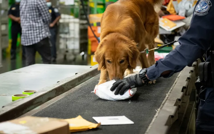 Image: Drug Dog sniffs mail at the Customs and Border Patrol's International Mail Facility