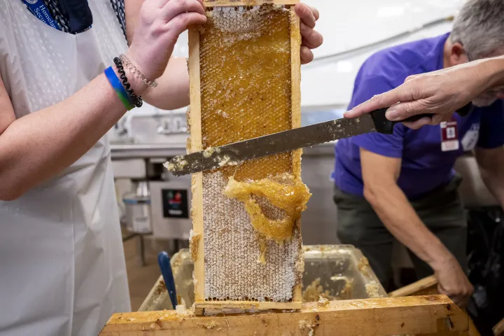 Image: DHS Employees Extract Honey From Bees on Campus (050)