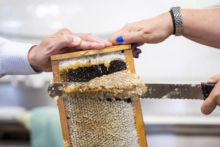 Image: DHS Employees Extract Honey From Bees on Campus (040)