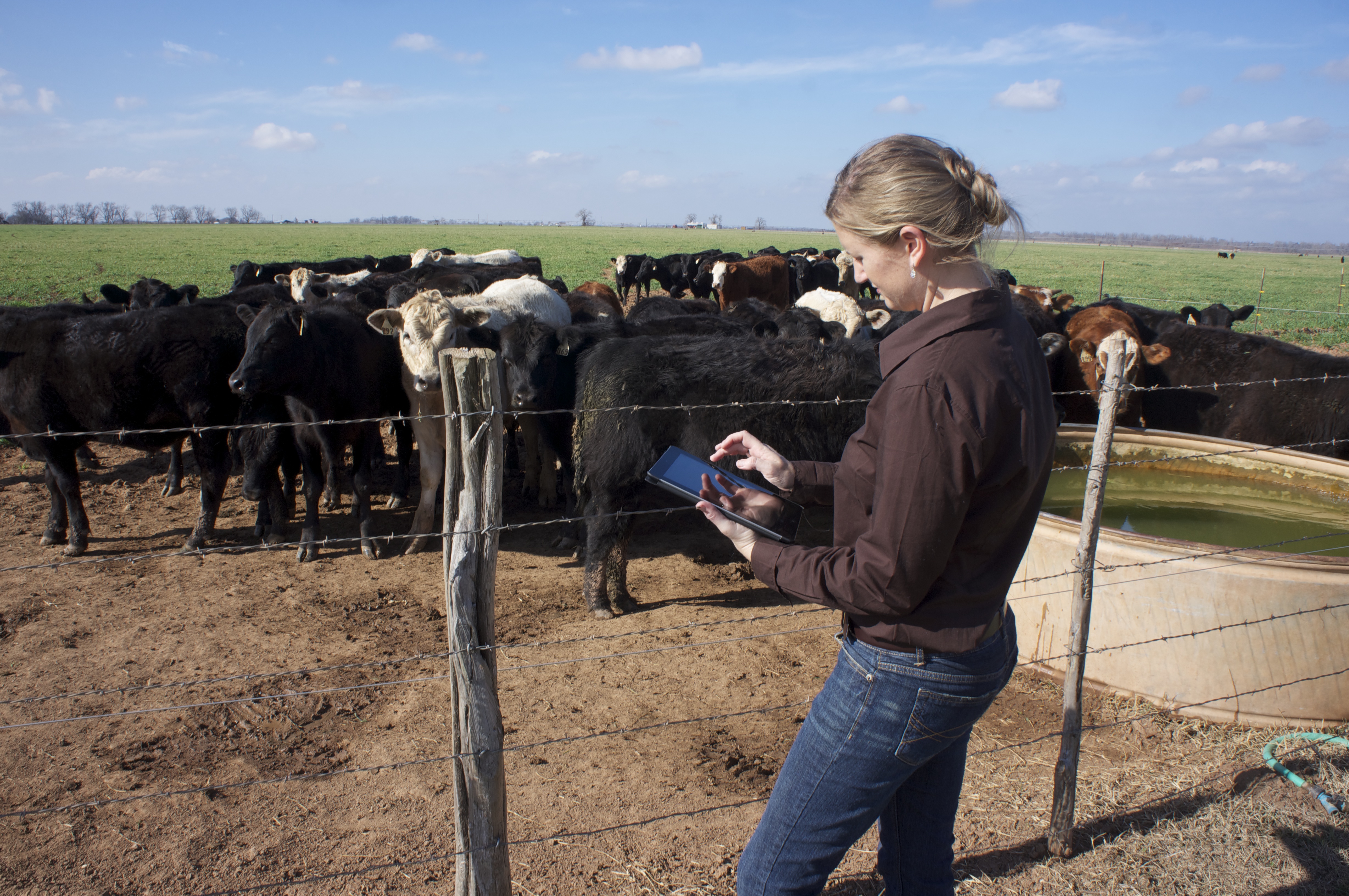Veterinarian looking at data outside a cowpen with cows