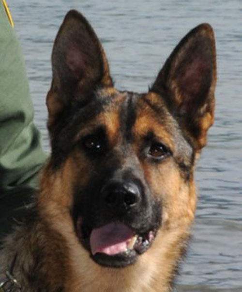 Picture of K9 Jackie 