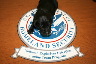 Dolan, TSA's 500th Puppy