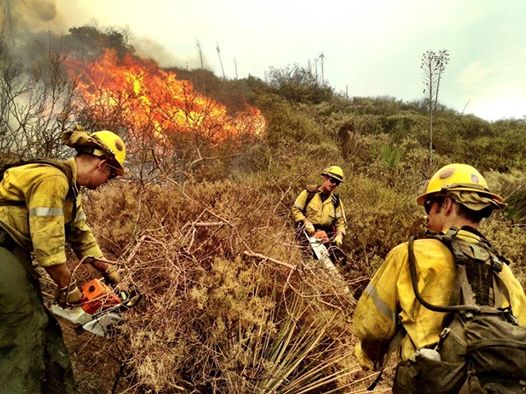 A group of firefighters near a growing fire in the woods