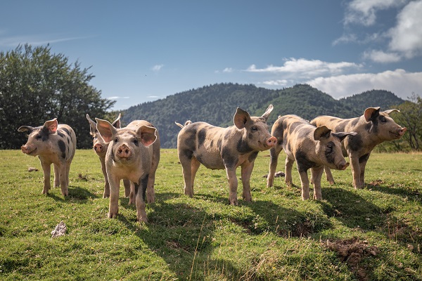 African Swine Fever is decimating herds of pigs across Asia and other countries around the world.