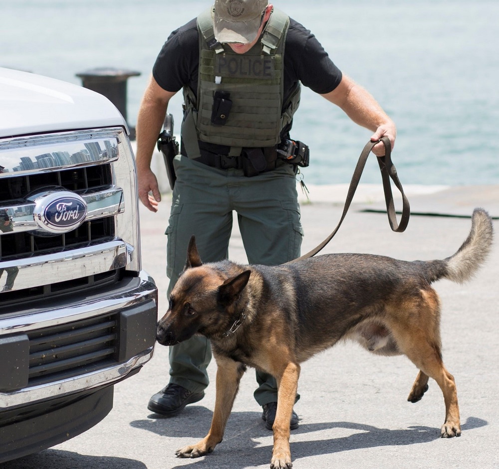 An explosive detection canine team working in an operational search scenario at a DHS S&T REDDI event in Miami, Florida.