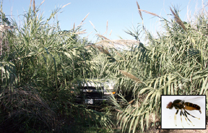 Carrizo cane takes over near Eagle Pass, TX, where the larva of the Arundo fly may be used.
