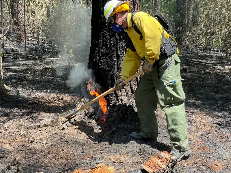 A firefighter in full protective gear and wearing the WFFR is using a hand digging tool to drag dirt onto the base of a tree that is burning with a small flame in a charred forest area.