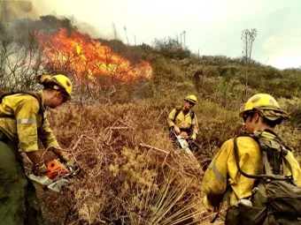Firefighters outing a fire in the wild