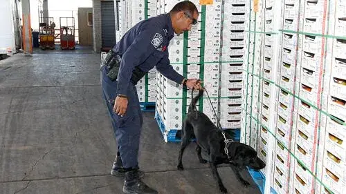 ICE agent with dog performing search
