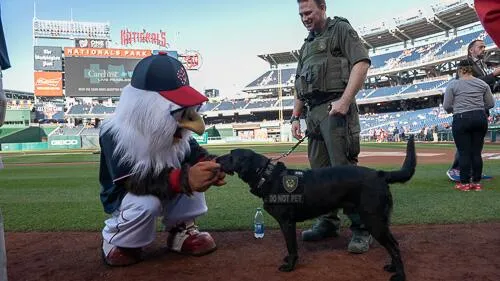 Border Protection agent and dog at Nationals game