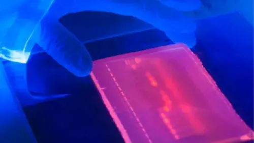 Researcher holder gel mold tray under flourescent light
