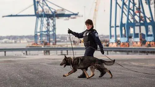 Female CBP officer walks a german shepherd canine officer in a maritime port.