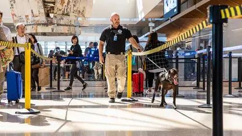 A TSA plainsclothes agent in a black polo shirt and khaki cargo pants walks a brown canine inspection dog on a leash in an airport while travelers look on.