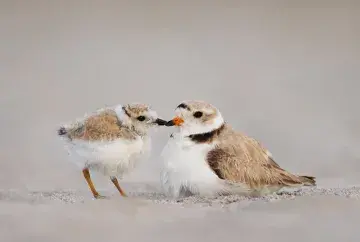 Two Piping Plover birds on Plum Island