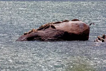 A large rock in the waters off of PIADC with a population of seals resting on it. 