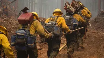Line of firefighters walking into forest