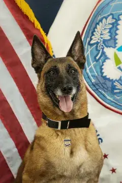 In Memoriam photo of K9 Snappy, CBP, Office of Field Operations