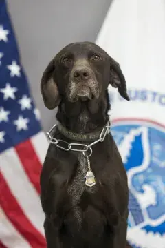 In Memoriam photo of K9 Csoki, Office of Field Operations, U.S. Customs and Border Protection. End of Watch: 1/18/2023