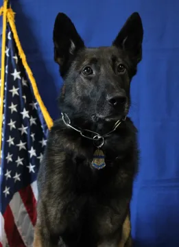 In Memoriam photo of K9 Gringo, Office of Field Operations, U.S. Customs and Border Protection. End of Watch: 6/5/2022.
