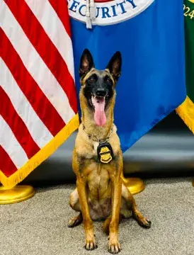 In Memoriam photo for K9 Mina, U.S. Border Patrol, U.S. Customs and Border Protection. End of Watch: 5/2/2022.