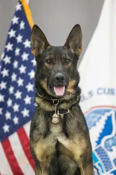 In Memoriam photo of K9 Max, Office of Field Operations, U.S. Customs and Border Protection. End of Watch: 2/28/2023