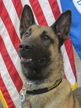 In Memoriam photo of K9 Ponican, Office of Field Operations, U.S. Customs and Border Protection. End of Watch: 1/8/2022