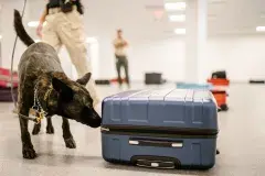 FPS Explosive Detection Canine training