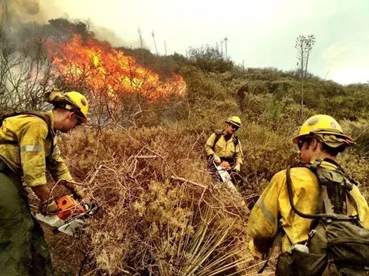 A group of firefighters near a growing fire in the woods