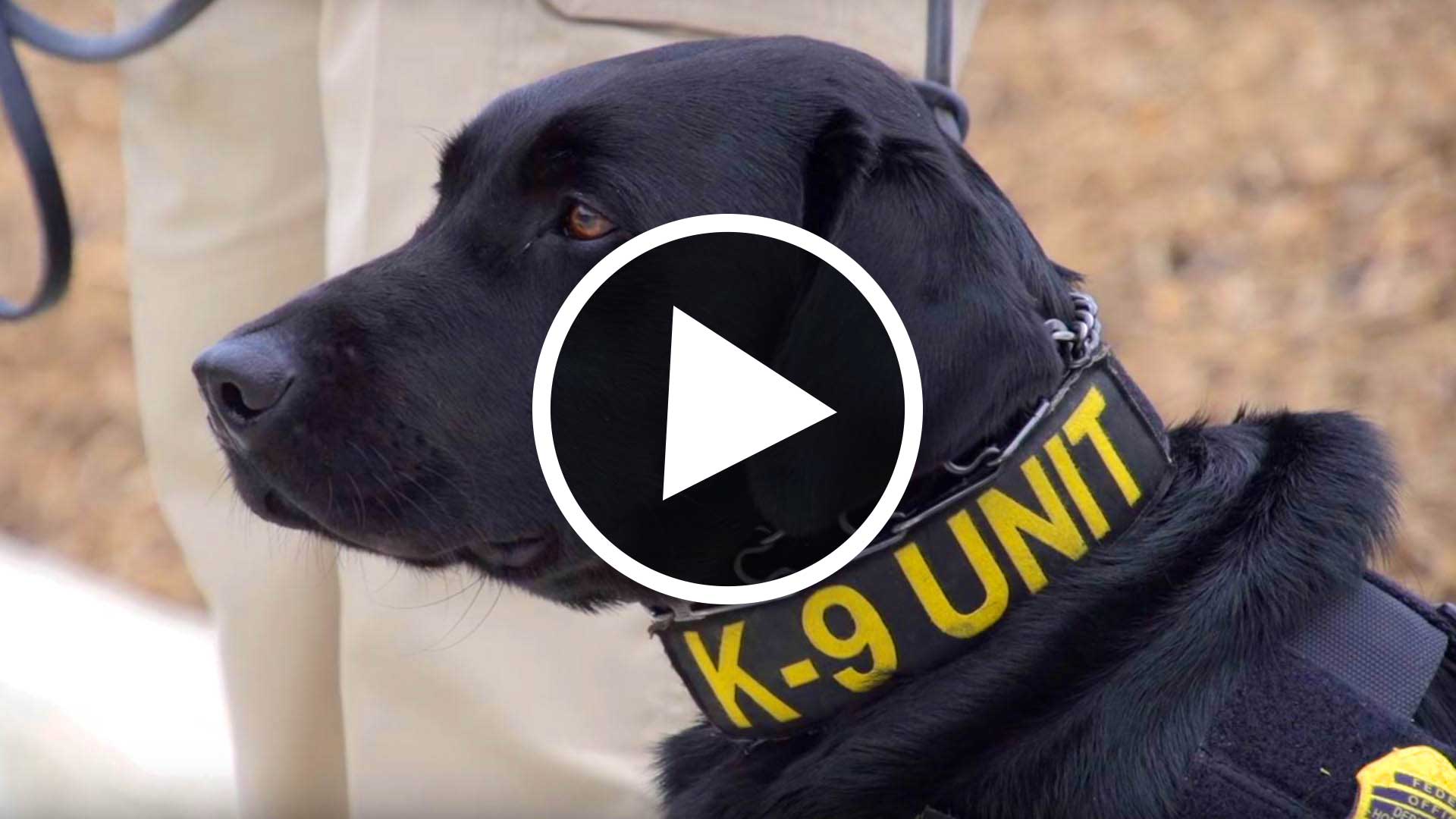 Video Explosives Detection Canines